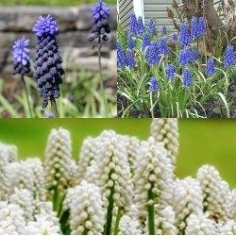 Muscari Collection Muscari Collection