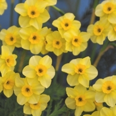 Kokopelli Daffodil Kokopelli Daffodil