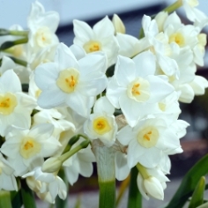Nony Paperwhite Daffodil Nony Paperwhite Daffodil
