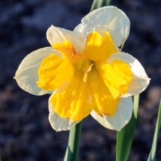 Orangery Split Corona Daffodil Orangery Split Corona Daffodil