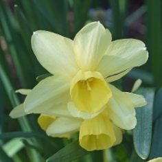 Hawera Daffodil Hawera Daffodil