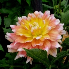 Peaches & Cream Dahlia Peaches & Cream Dahlia
