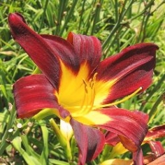 Ming Toy Daylily Ming Toy Daylily