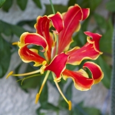 Gloriosa Rothschildiana Gloriosa Rothschildiana