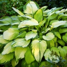 Gold Standard Hosta Gold Standard Hosta