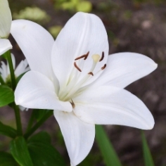 Asiatic Lilies by the Bushel Asiatic Lilies by the Bushel