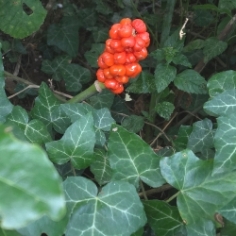 Arum Italicum Arum Italicum