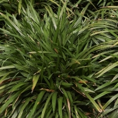 Liriope Spicata Liriope Spicata