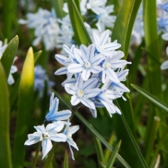 Puschkinia Libanotica Puschkinia Libanotica