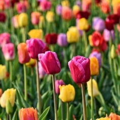 Darwin Tulips by the Bushel Darwin Tulips by the Bushel