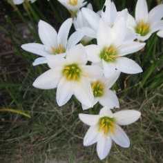 Zephyranthes Candida Zephyranthes Candida